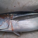 Picture_149[1]