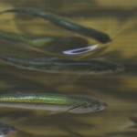 greavesphoto-10553