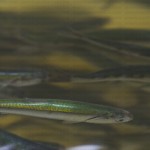 greavesphoto-10555