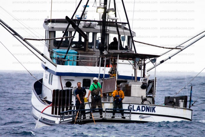 gladnik-1